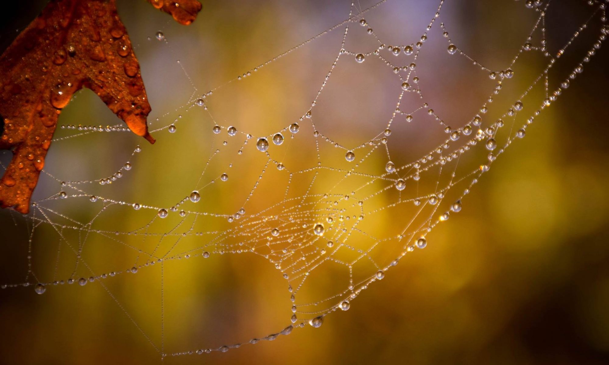 spider's web with droplets of dew